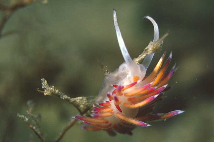 08 Coryphella lineata.jpg